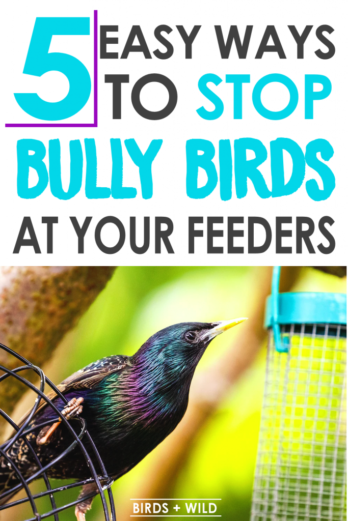 Stop Bully Birds at feeders