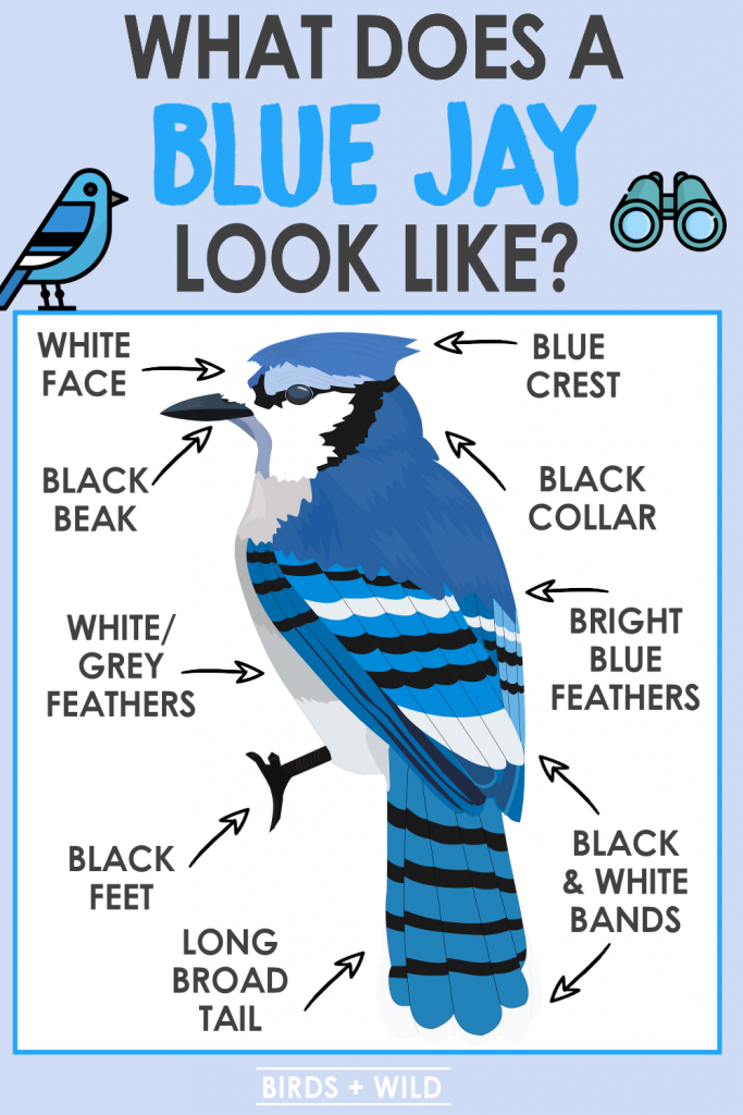 How To Distinguish A Female Blue Jay Bird From A Male - Database Football