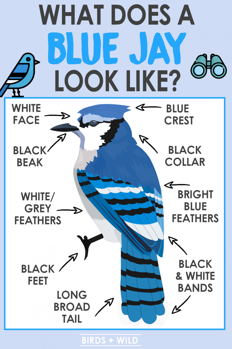 What Do Blue Jays Look Like? How To Easily Spot One» Birds & Wild