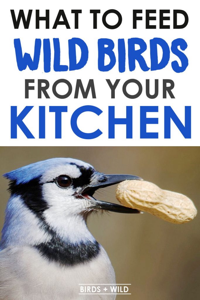 What Can You Feed Birds From Your Kitchen 