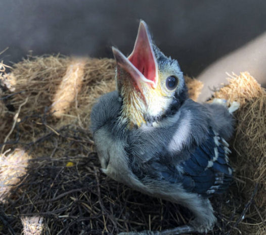 Blue Jay 3, This male (or female as they look identical) ki…