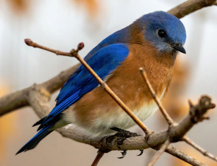 Do Blue Birds eat Mealworms