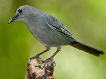 Do Catbirds eat mealworms