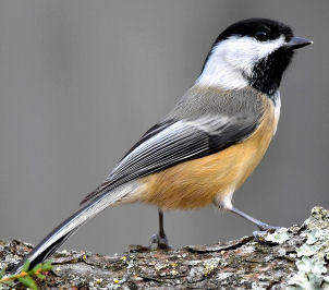 Do Chickadees eat Mealworms