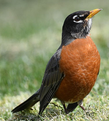 Do Robins eat Mealworms