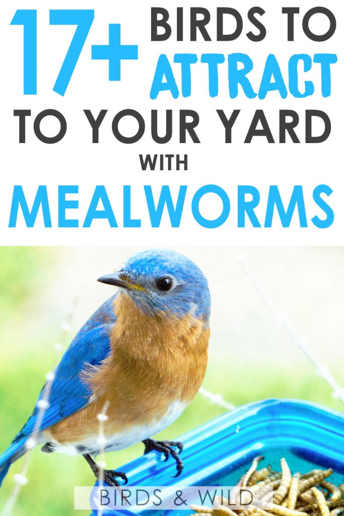 What birds eat mealworms? 