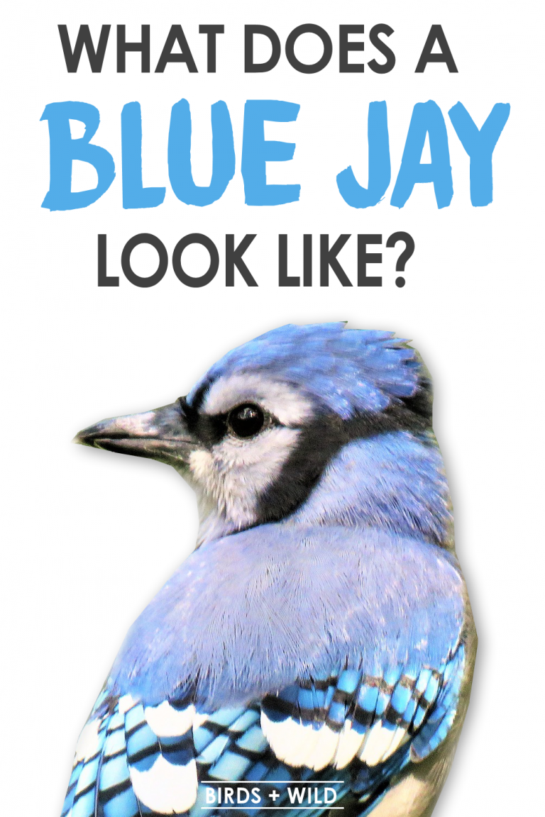 What Do Blue Jays Look Like? How To Easily Spot One» Birds & Wild