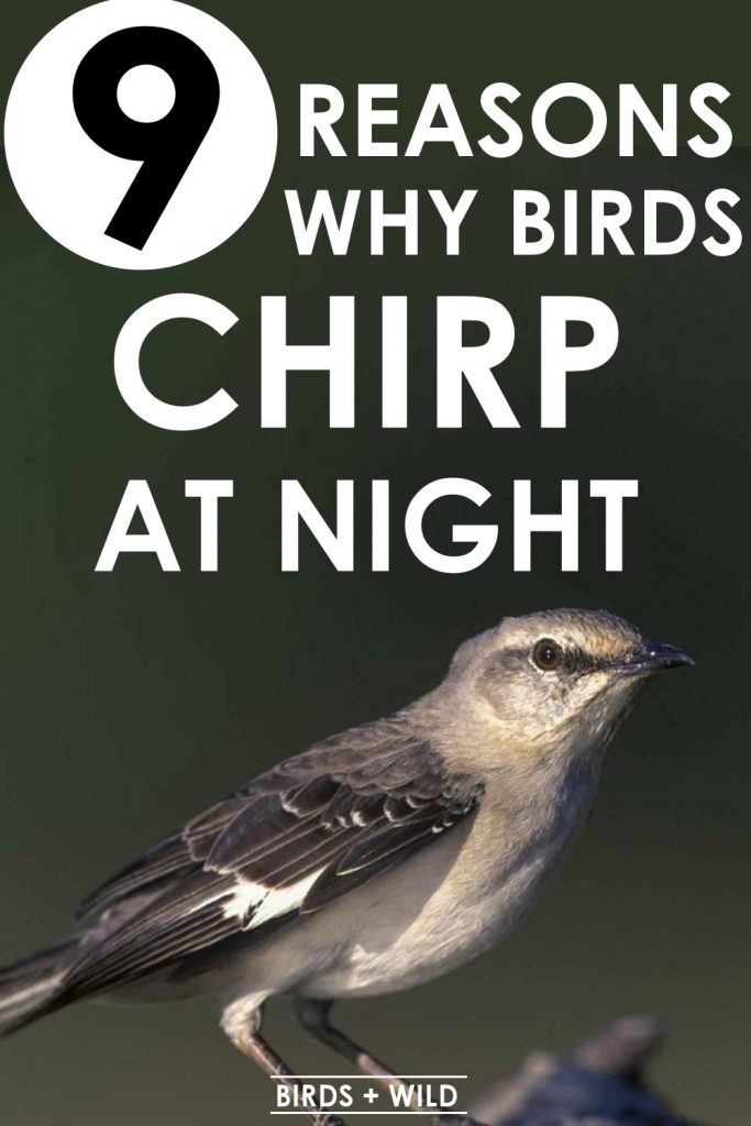 Why do birds chirp at night?