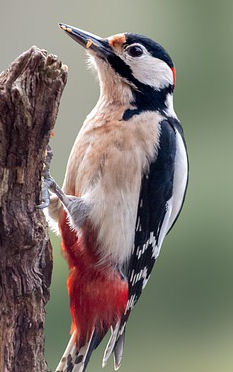 Do Woodpeckers eat Mealworms