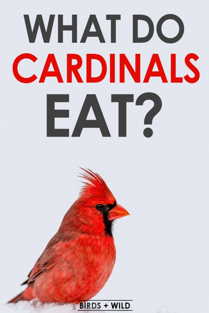 What do Cardinals eat?