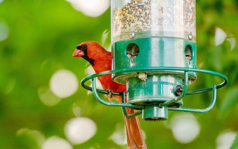 best bird feed for cardinals in your backyard
