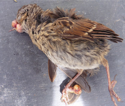 Deadly threat to backyard birds - Disease