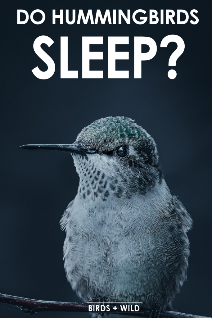 Do Hummingbirds Sleep?