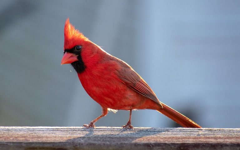 what do cardinal birds eat?