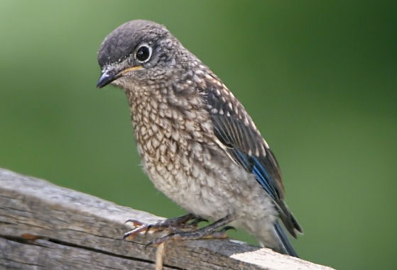 What do baby bluebird look like?