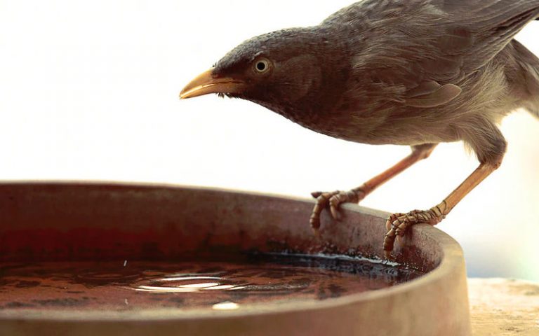 Bird bath in winter