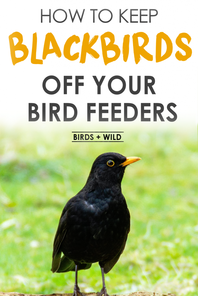 best bird seed to keep blackbirds away