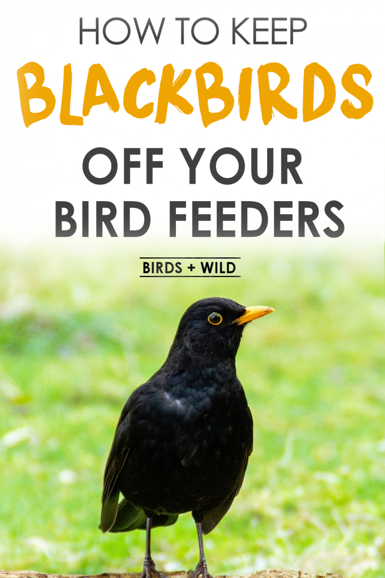 How To Keep Blackbirds Away From Bird Feeders {5 Tips} » Birds & Wild