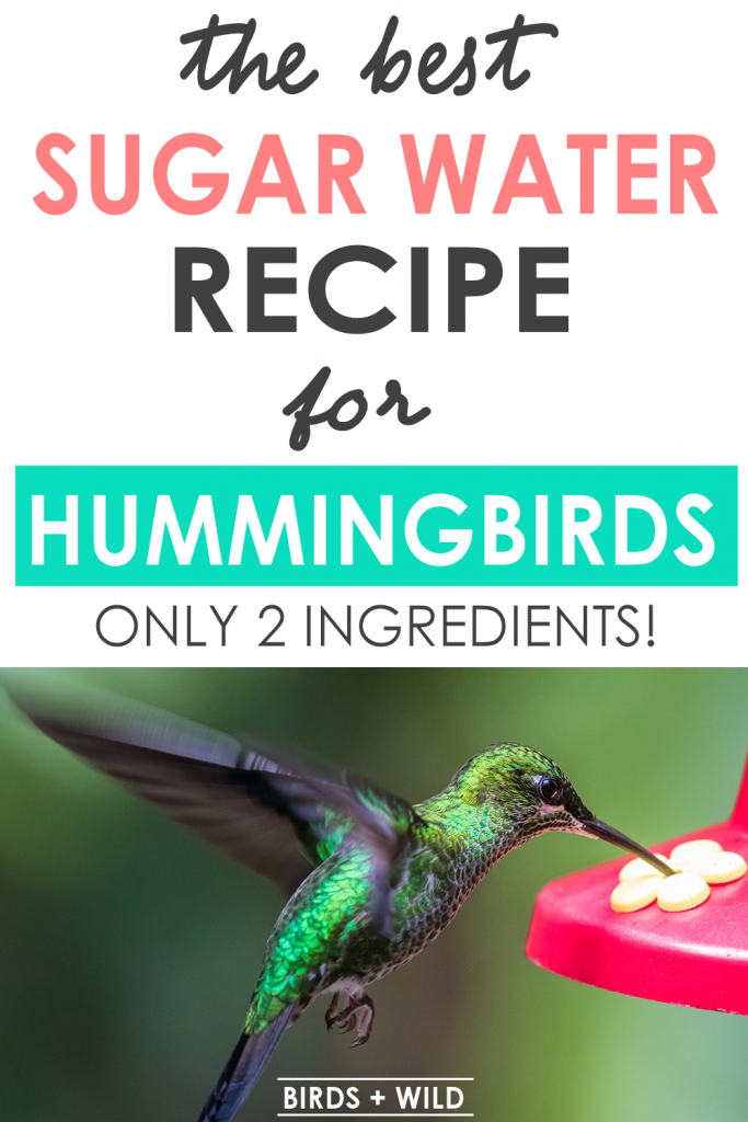 hummingbird food ratio of sugar to water