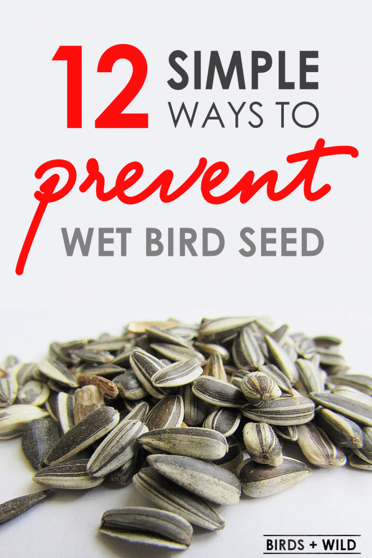 Prevent Wet Bird Seed 12 Tips To Keep Bird Feeders Dry » Birds & Wild
