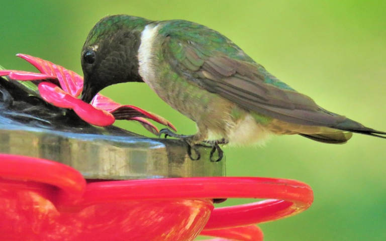 When To Put Out A Hummingbird Feeder