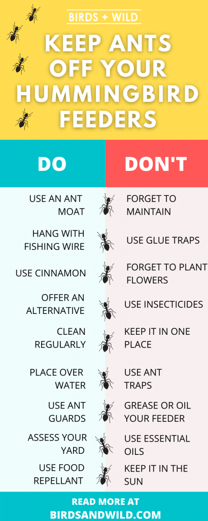 How to keep ants off hummingbird feeder INFOGRAPHIC