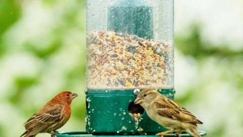 prevent wet bird seed