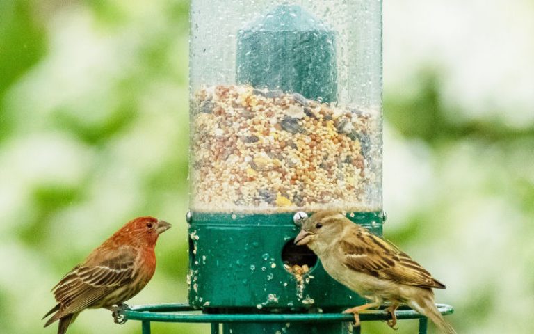 prevent wet bird seed