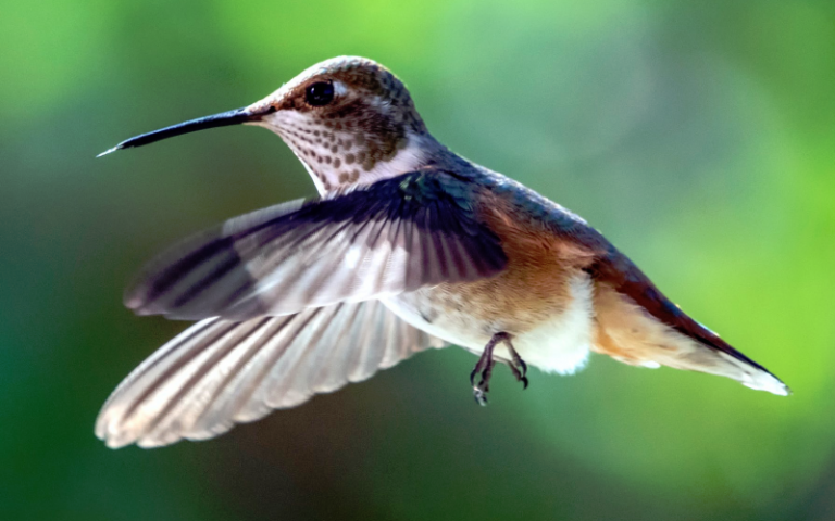 when to take down hummingbird feeders in winter