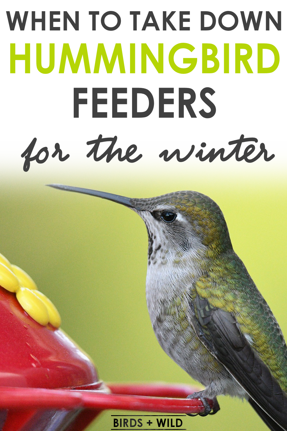 When To Take Down Hummingbird Feeders {The Best Time} » Birds & Wild