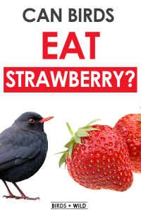 Can Birds Eat Strawberries? {Are they Safe for Wild Birds?} » Birds & Wild