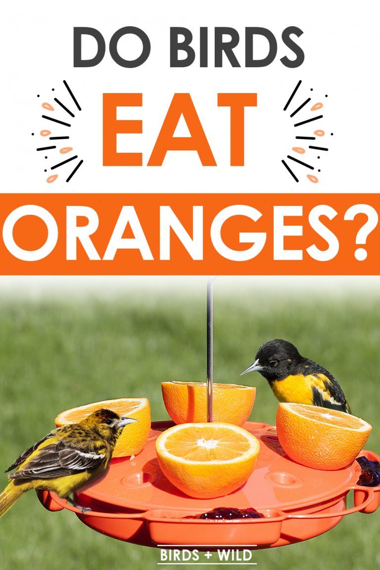 Do Birds Eat Oranges? {Are the Safe?} » Birds & Wild