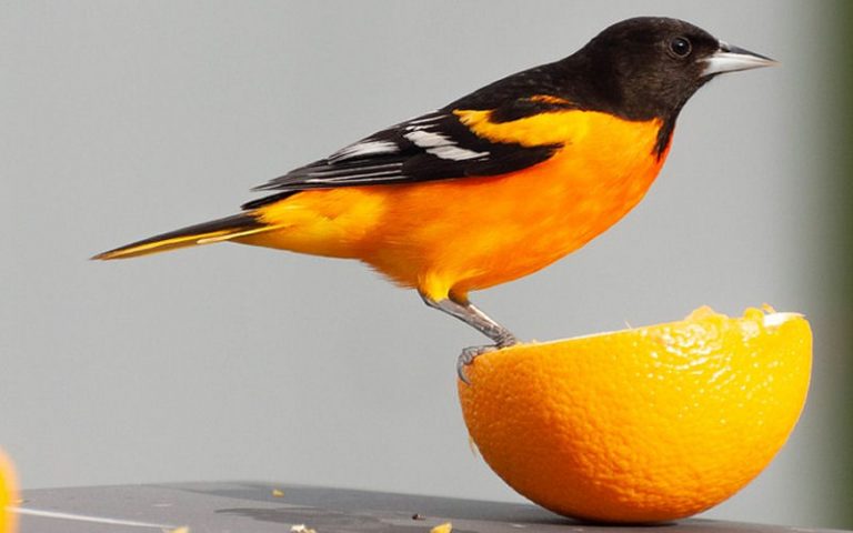 Do birds eat oranges