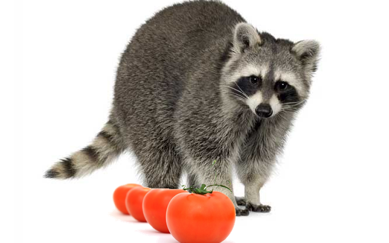 Do raccoons eat tomatoes