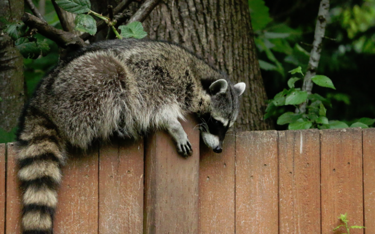 how to deter raccoons