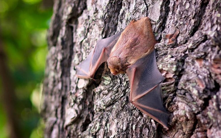 Why are bats important 9 benefits of bats