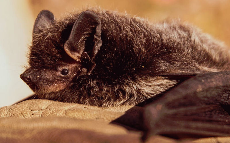 Do bats have good eyesight?