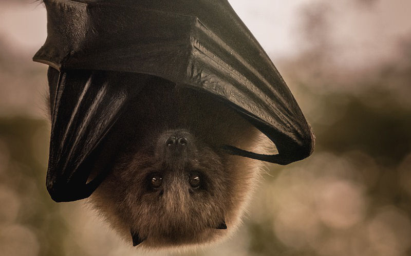 do bats hibernate in winter