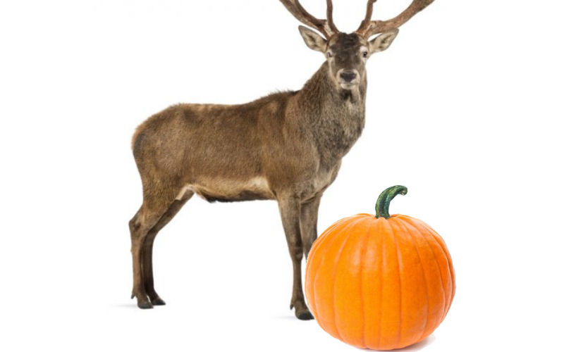 do deer eat pumpkins