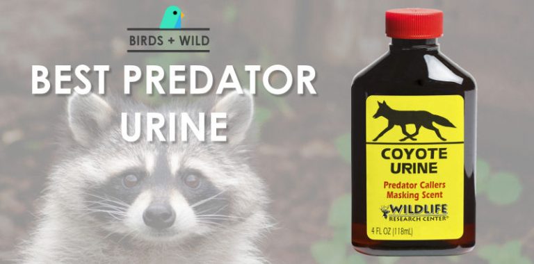 What Is The Best Raccoon Repellent? » Birds & Wild