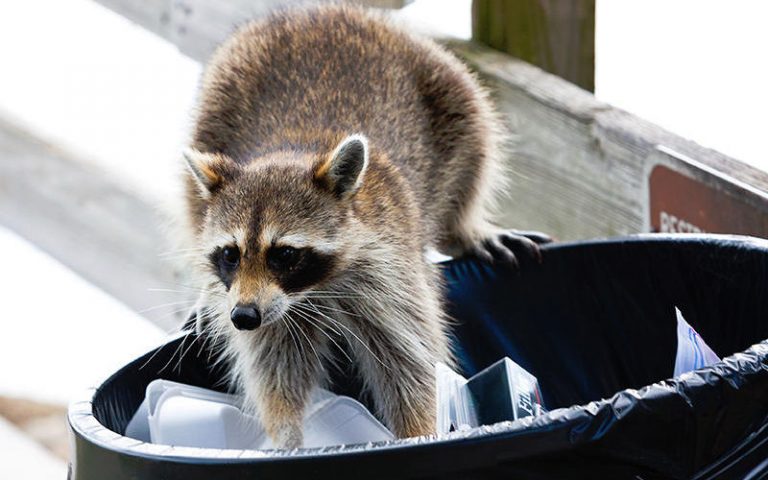 How To Keep Raccoons Out Of Trash