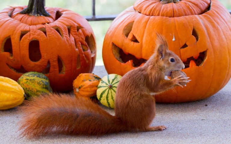 How To Keep Squirrels From Eating Pumpkins