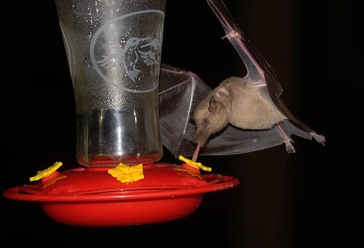 hummingbird feeder at night