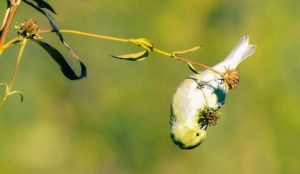 What Do Goldfinches Eat In The Wild And Gardens? » Birds & Wild
