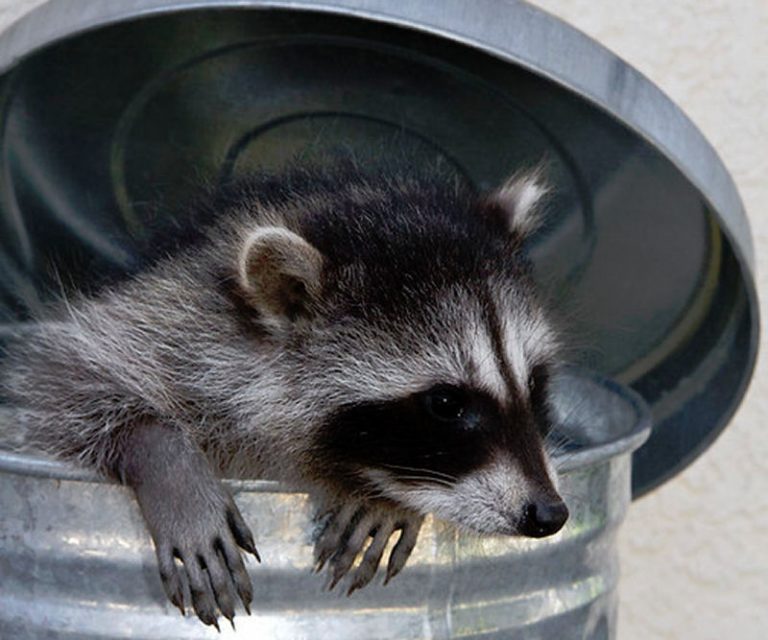 How To Keep Raccoons Out Of Trash {9 Easy Ways} » Birds & Wild