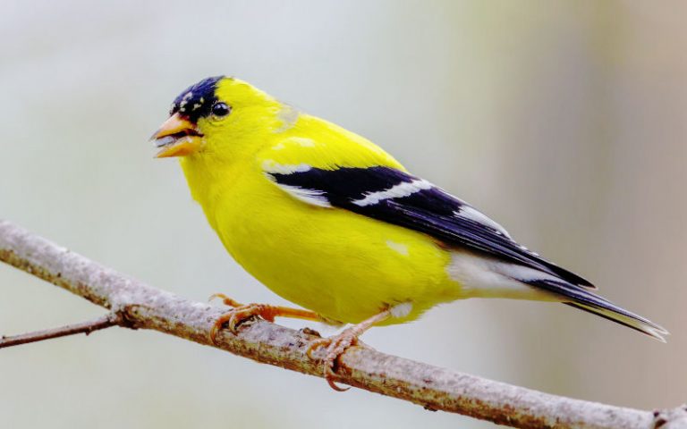 what do goldfinches eat