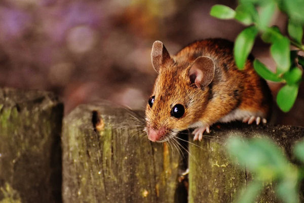 How Long Do Mice Live in the wild