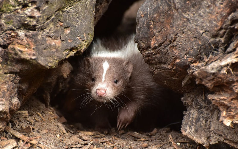How Long Do Skunks Live In The Wild Birds Wild How Long Do Skunks Live In The Wild Birds Wild