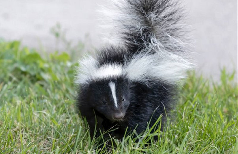 How to deter skunks from your yard
