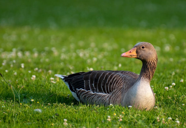 how long do geese live